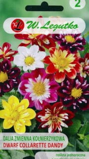 Aed-daalia "Collarette Dandy"