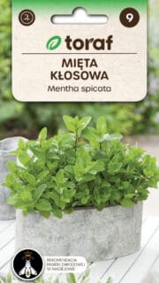 Mojito münt, rohemünt