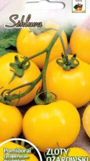 Tomat "Zloty Ožarowski"