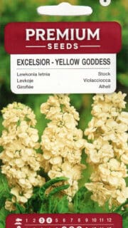 Levkoi "Excelsior Yellow Goddess"