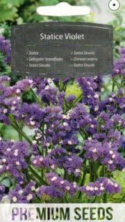 Kääruline parkjuur lilla