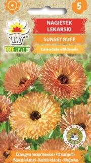 Saialill "Sunsett Buff"