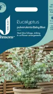 Hõbelehine eukalüpt "Baby Blue"
