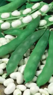 Lattuba "Piekny Jas" 500 grammi