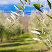 Dove dormire nella zona di Città della Pieve in Umbria