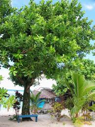 tamanuboom