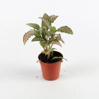 Fitonia różowa (Fittonia verschaffeltii)
