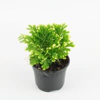 Widliczka Martenssa 'Variegata' (Selaginella martensii)