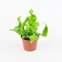 Paproć Zanokcica gniazdowa (Asplenium nidus 'Crispy Wave')