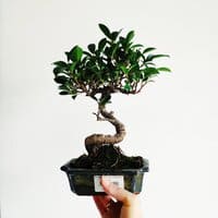 Fikus BONSAI S-shaped [Ficus microcarpa]