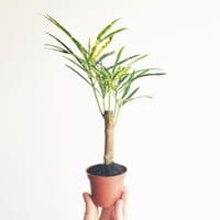 Kroton 'Pictum' (Codiaeum variegatum)