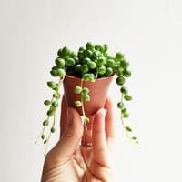 Starzec Rowleya MINI (Senecio rowleyanus)