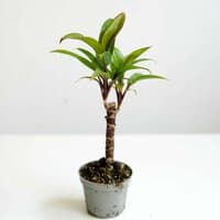 Kordylina purpurowa - mini drzewko (Cordyline fruticosa Purple Compacta)