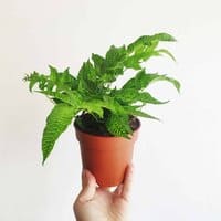 Paproć Coniogramme emeiensis 'Golden Zebra'