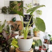 Alokazja olbrzymia vel ucho słonia (Alocasia macrorrhiza)