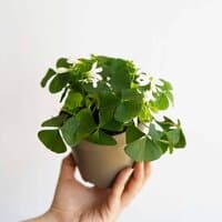 Szczawik trójkątny - biały (Oxalis triangularis subsp. papilionacea)