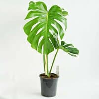 Monstera dziurawa XL - Big Form (Monstera deliciosa)