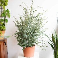 Eukaliptus XL Gunni (Eucalyptus urnigera)