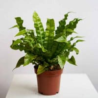 Paproć Asplenium 'Crispy Wave' P12