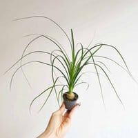 Nolina wygięta / Stopa słonia MINI (Beaucarnea recurvata)