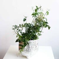 Jaśmin wielokwiatowy (Jasminum polyanthum)- II klasy
