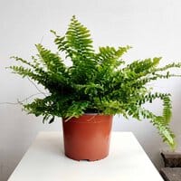 Nefrolepis wyniosły 'Moment' (Nephrolepis exaltata)