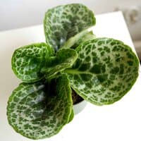 Skrętnik 'Pretty Turtle' (Streptocarpus sp.)