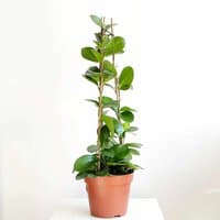 Hoja australijska (Hoya australis)