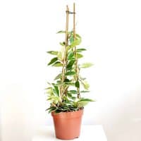 Hoja różowa 'Krimson Queen' (Hoya carnosa) na palikach