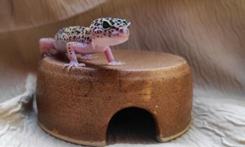 Domeček do terária