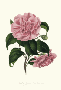 Rare Botanical Value