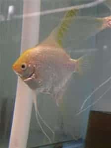 Pearlscale Gold Angelfish