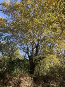 Wilson Creek Nature Trail