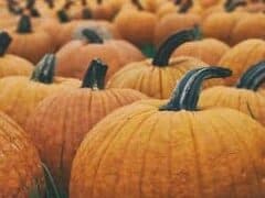 citrouilles
