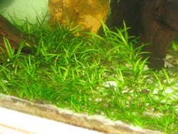 Dwarf Sag