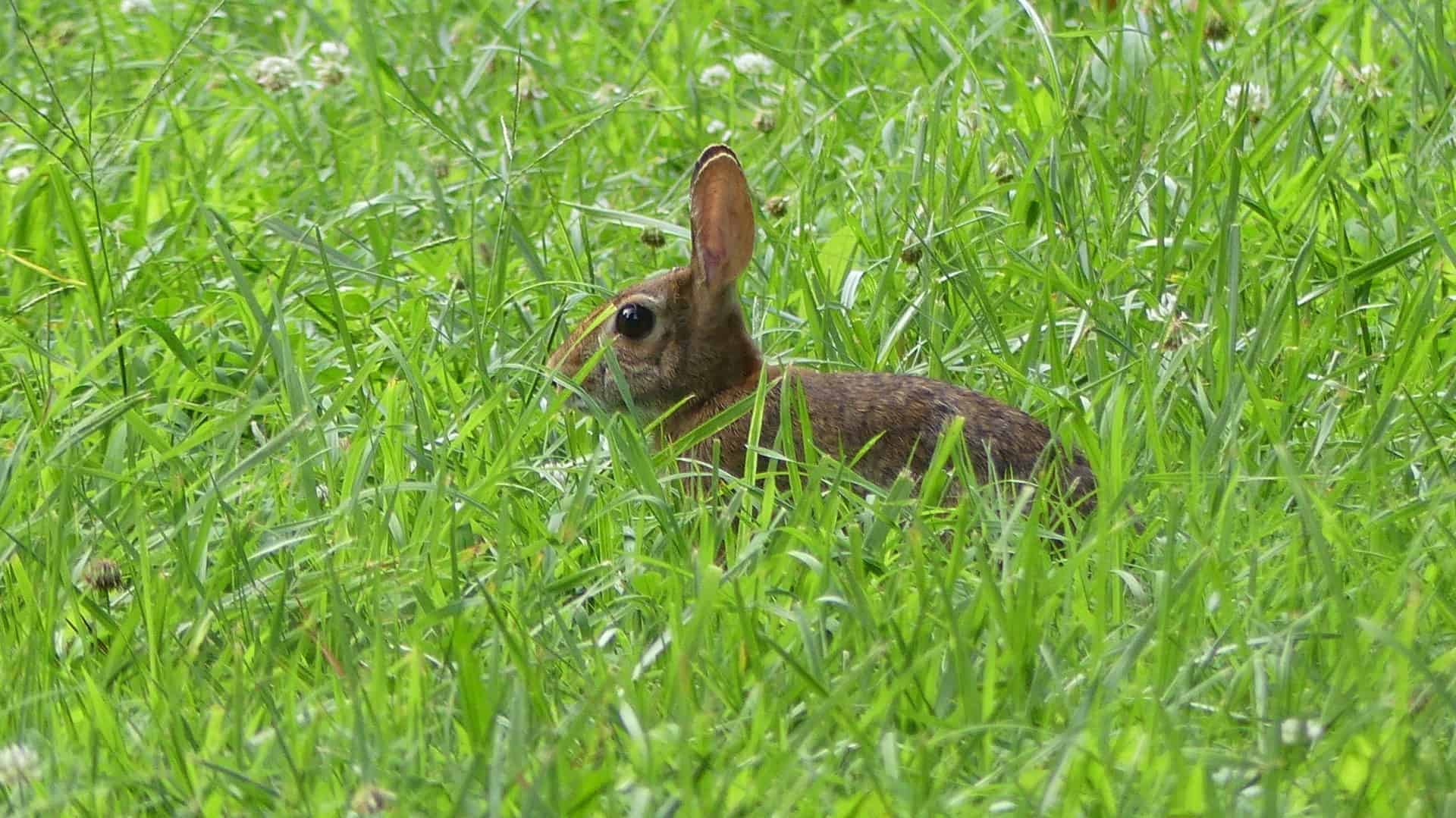 fz300 zoom