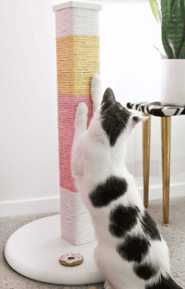 Fabriquer Un Griffoir Pour Son Chat Globalvet