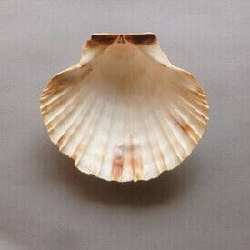 purification coquille