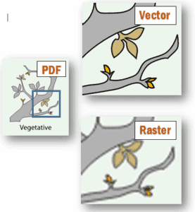 vector pdf vs raster pdf example