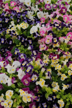Kirju toreenia "Kauai Mix" F1