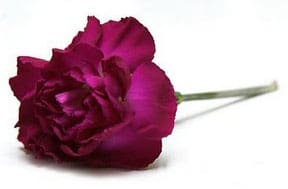 FLORES ONLINE - COMPRAR FLORES - WWW.FLORESONLINE.COM.BR