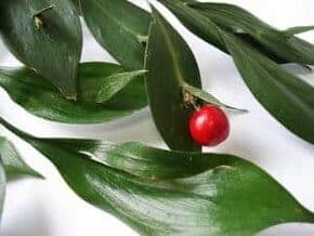 plantes