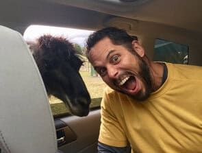 A llama sticks it's head in my car