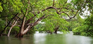 tamarindo mangrove and estuary boat tour