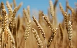 Wheat and Tares