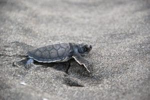 tortugero national park