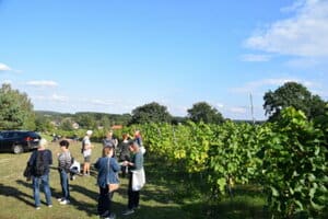 Leckeren regionalen Wein und Livemusik: Das gibt es am 13. Mai von 12 bis 18 Uhr auf dem Weinberg in Klein Oßnig.