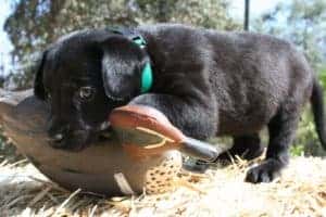 labrador puppy with duck decoy Lab puppies attacking duck decoy