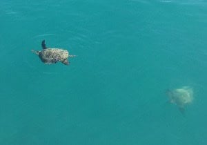 Turtles at Long Island