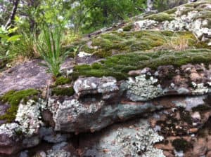 moss on rock at mineral wells state park